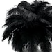 see more listings in the Ostrich Feathers section