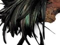 Super Long Feathers, 10 Pieces - 16-18" Natural Black Half Bronze Coque Tail Strung Feathers : 4555
