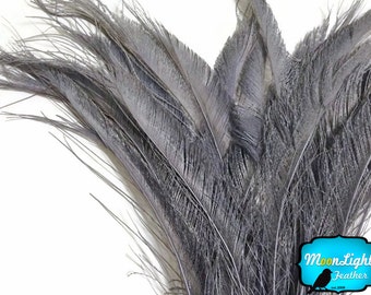 Gray Peacock Feathers, 5 Pieces - SILVER GREY BLEACHED Peacock Swords Cut Feathers : 3565