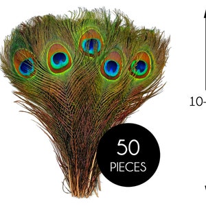 USA Seller, 50 Pieces - 10-12" Natural  Iridescent Green Peacock Tail Eye Wholesale Feathers (Bulk) Halloween Wedding Costume Supply : 1313