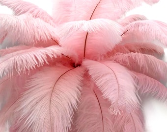 Grandes plumes d'autruche, 10 pièces - 14-17" Costume de pièce maîtresse de plumes de corps de Drabs teints en autruche rose clair : 3915