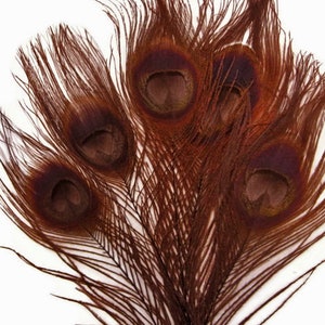 100 Pieces Chocolate Brown Bleached & Dyed Peacock Tail Eye Wholesale Feathers Bulk 10-12 Long Halloween Craft Supply : 1303 image 8