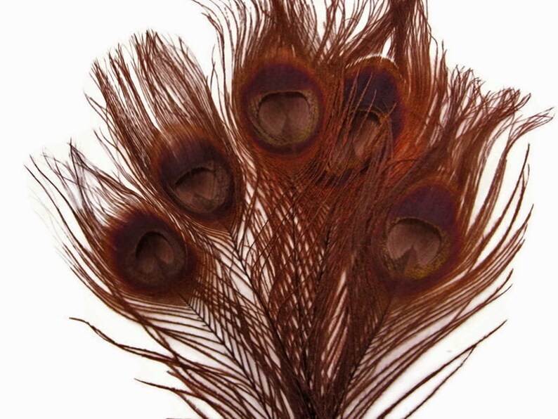 100 Pieces Chocolate Brown Bleached & Dyed Peacock Tail Eye Wholesale Feathers Bulk 10-12 Long Halloween Craft Supply : 1303 image 8