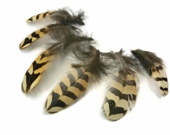 Feathers, 10 Pieces - Natural Brown Barred Partridge Small Plumage Feathers : 4263