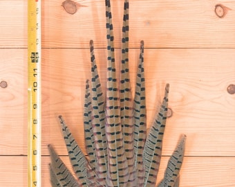 Pheasant Tails, 1 Tail - Natural Brown Complete Ringneck Pheasant Feather Tail Clump Fly Tying Hat Making Supply: 3522