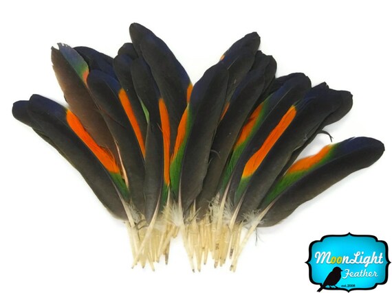 Espada De Pavo Real Plumas de 12 pulgadas de color verde iridiscente Reino Unido Stock