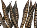 USA SELLER, 10 Pieces - 8-10" Natural Striped Lady Amherst Pheasant Tail Feathers Wedding Decor Halloween Craft Supply : 2228