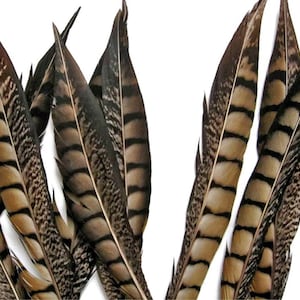 USA SELLER, 10 Pieces - 8-10&quot; Natural Striped Lady Amherst Pheasant Tail Feathers Wedding Decor Halloween Craft Supply : 2228