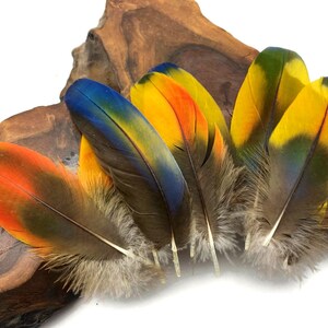 May include: Five colorful feathers with brown tips and a mix of yellow, orange, blue, and green hues. The feathers are arranged in a fan shape on a piece of wood.