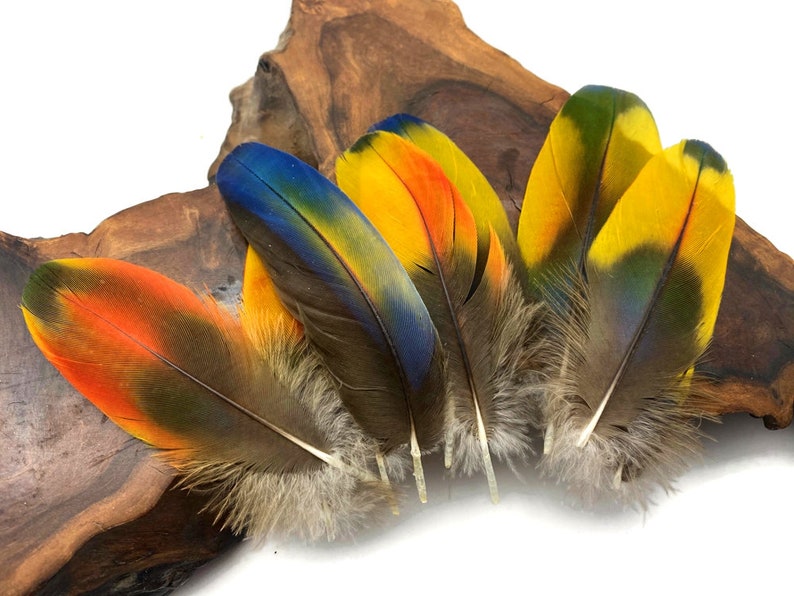 May include: Five colorful feathers with brown tips and a mix of yellow, orange, blue, and green hues. The feathers are arranged in a fan shape on a piece of wood.