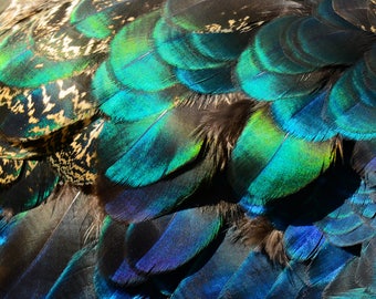 Rare feathers, 10 Pieces - Electric Blue Iridescent Peacock Round Plumage Feathers Millinery Collection Wedding Supply : 109