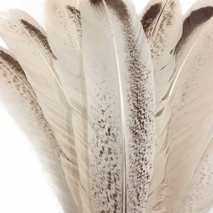 May include: A bunch of white feathers with brown speckles. The feathers are arranged in a fan shape.
