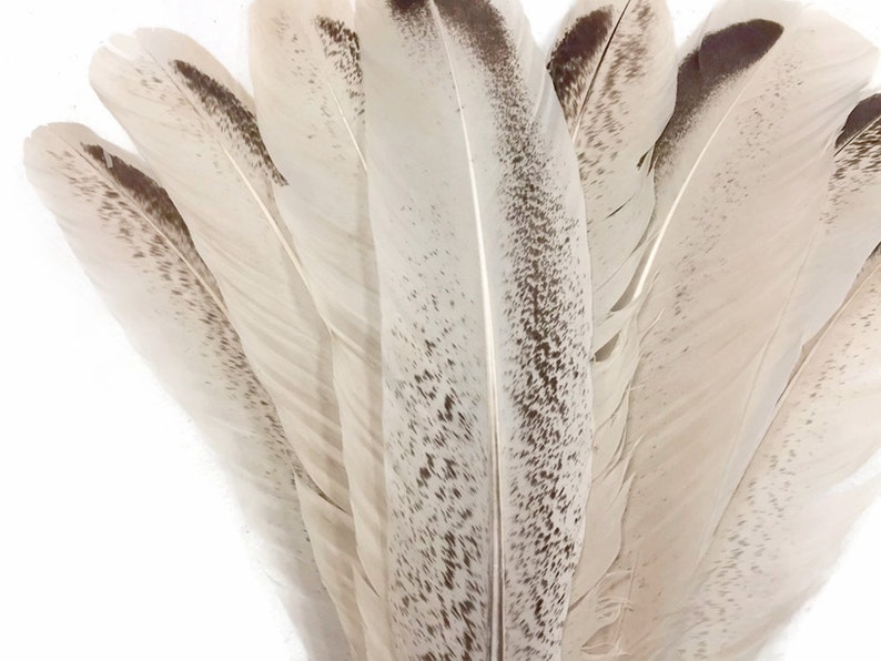 May include: A bunch of white feathers with brown speckles. The feathers are arranged in a fan shape.