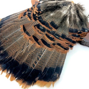 May include: A fan of feathers with a mix of brown, black, and tan hues. The feathers have a striped pattern and are arranged in a semi-circular shape. The base of the fan is a dark brown color.