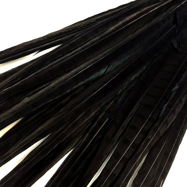 Womens Chick Feathers Black 10 Pkt Female Packet Halloween Costume main image 1