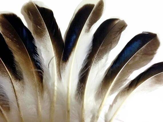 Black Ostrich Feathers, 6 Inch Strip Black Ostrich Fringe Trim Feather  Craft DIY Supply Sample : 240 