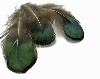 100 Pieces - Iridescent Green Bronze Lady Amherst Pheasant Plumage Tippet Feathers 0.10 Oz. Fly Tying Craft Supply : 492