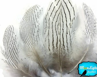 USA Feathers, 6 Pieces - LARGE NATURAL White Silver Pheasant Barred Plumage Feathers : 1139