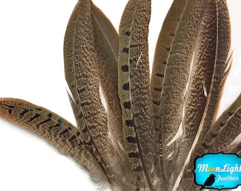 Natural Tail Feathers, 10 Pieces - 4-6" NATURAL Ringneck Pheasant Tail Feathers : 3865