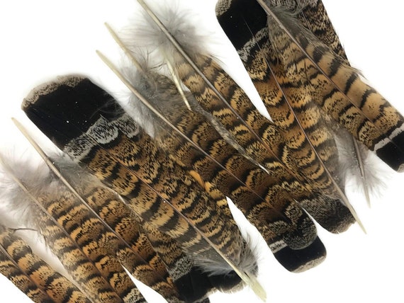 Exotic Feathers, 5 Pieces - Brown and Black Ruffed Grouse
