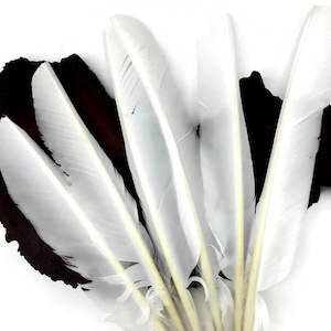 May include: A group of six white feathers with a natural quill. The feathers are arranged in a fan shape and are all about the same size.