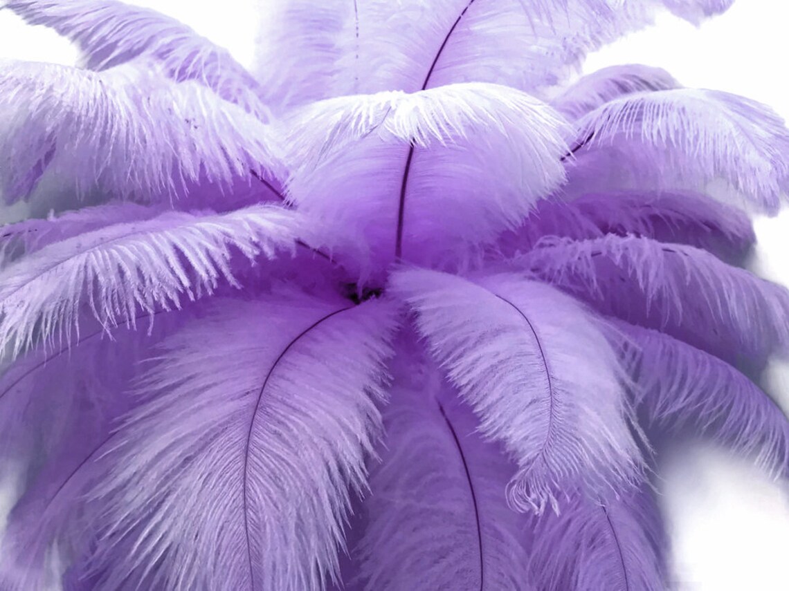 Ostrich Feathers 1/2 lb 1417 Lavender Ostrich Large Etsy