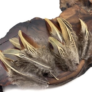 10 pieces Rare Two Tone Ringneck Body Plumage Feathers : 3641-119 image 1