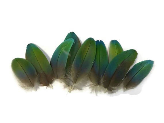 Bird Feathers 3 Premium Quality Exotic Plumes for Hats/Bridal or Any Arts  and Crafts Green RED Yellow 1 Pack