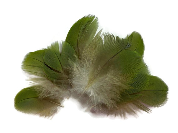 Rare Feathers, 6 Pieces Small Natural Green  Parrot Body Plumage  Feathers Ethically Sourced Cruelty Free : 2263 