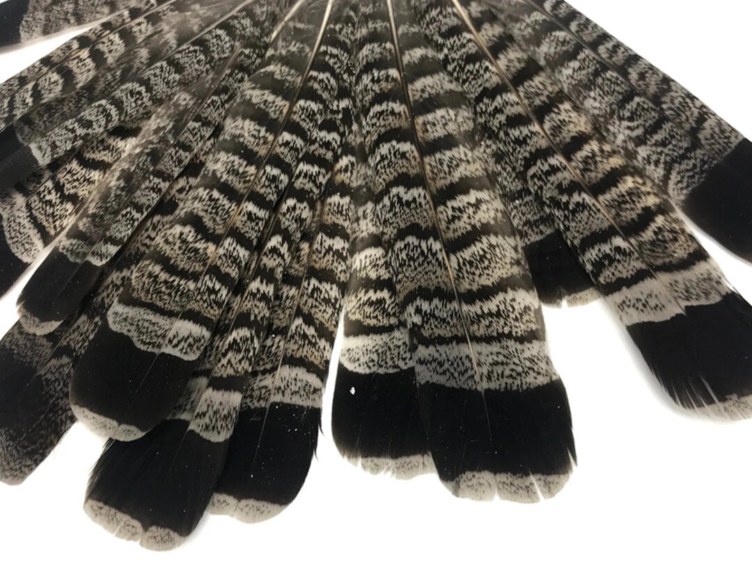 Exotic Feathers 5 Pieces Gray and Black Ruffed Grouse Tail - Etsy