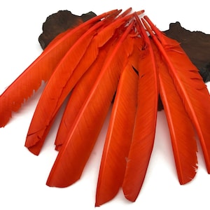 May include: A bunch of ten bright orange feathers, likely from a bird, arranged in a fan shape on a brown wooden surface.
