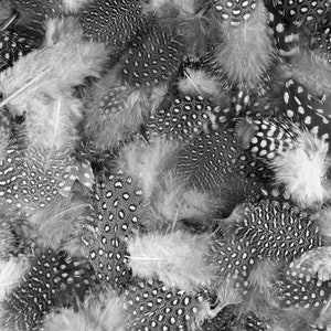 May include: A close-up of a collection of black and white feathers. The feathers have a spotted pattern and are arranged in a random pattern.
