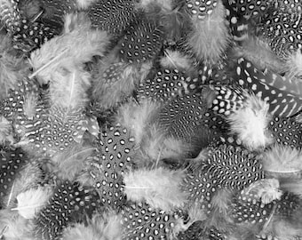 Guinea Feathers, 1 Pack - Natural Black & White Guinea Hen Polka Dot Plumage Feathers 0.10 Oz. Craft Supply : 225