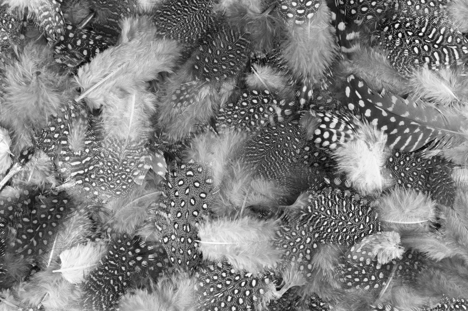 Details about   Door Wreath Natural Guinea Hen Plumage Polka Dot Feathers On Foam 17"
