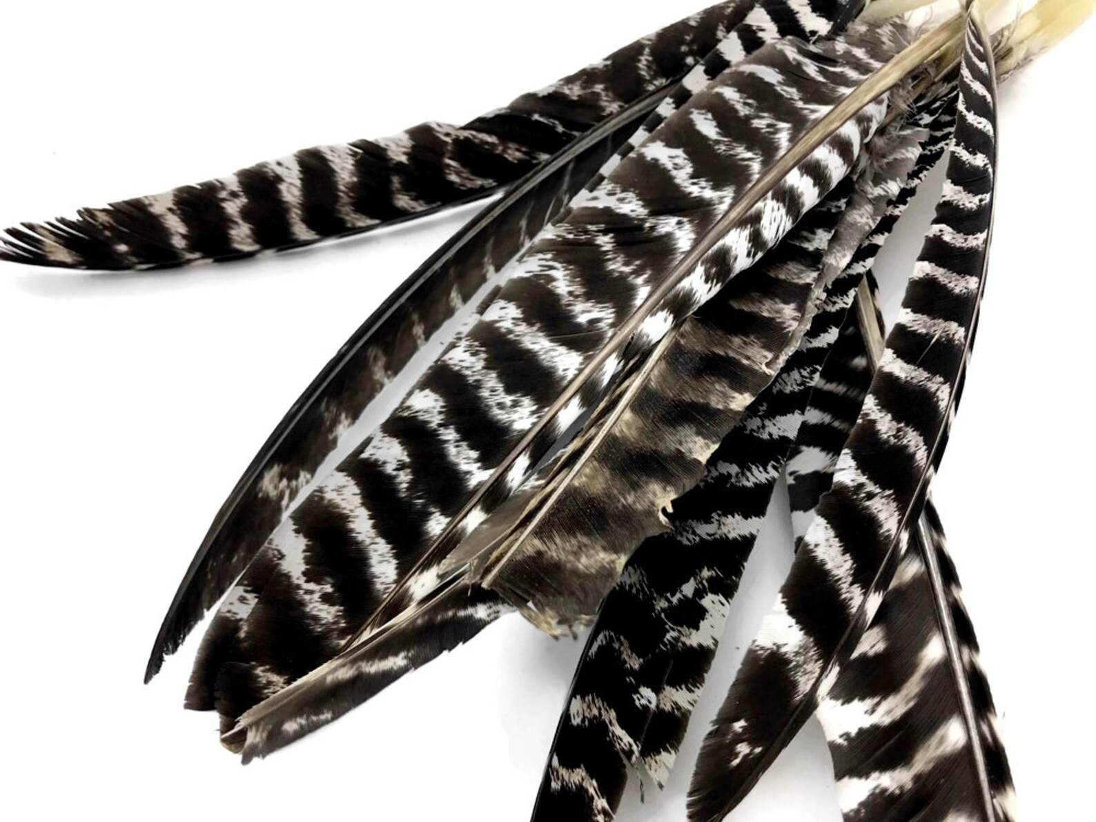 Wild Feathers 50 Pieces Natural Barred Wild Turkey Merriam Etsy