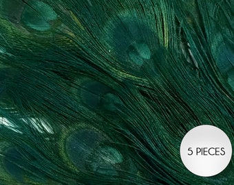 5 Pieces – Hunter Green Bleached & Dyed Peacock Tail Eye Feathers 10-12” Long Halloween Craft Supply  : 3765