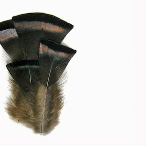 Wild Turkey Feathers, 20 Pieces- Bronze Black Wild Turkey Flats Body Feathers Craft Supply : 141