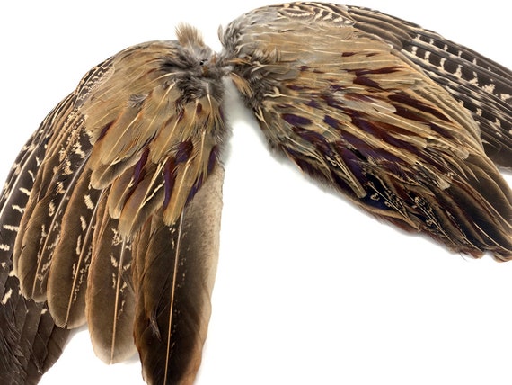 Natural Pheasant Wing & Feathers Dog Training Fly Tying Feather Native Art Craft Natural Pheasant Wing & Feathers Dog Training Fly Tying Feather Native Art Craft