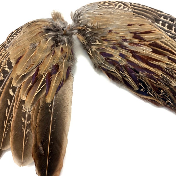 1 Pair - Natural Ringneck Pheasant Rooster Whole Wing Feather Set (Left and Right) Hound Training Craft Supply : 3524