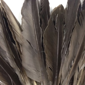 以下が含まれることがあります： 自然な虹色の光沢を持つ、濃い茶色の羽根の束。羽根は長く、細く、先が尖っています。