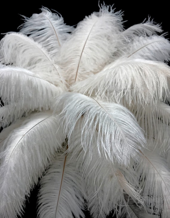 Ostrich best sale feather drabs