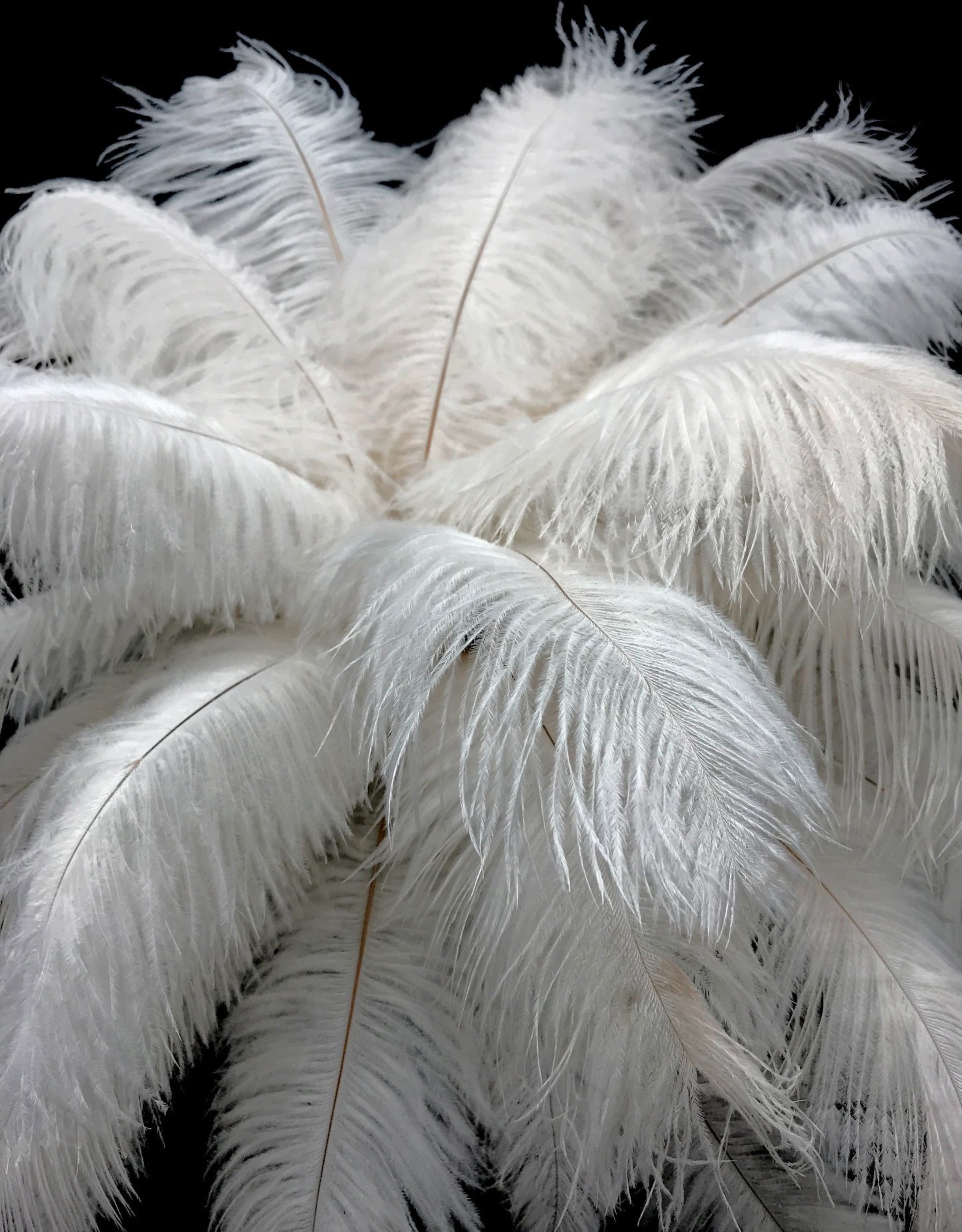 Ostrich drab feathers wholesale new arrivals
