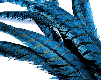 USA SELLER, 5 Pieces - 30-35" Turquoise Blue Zebra Lady Amherst Pheasant Tail Super Long Feathers Carnival, Costume, Party Supplies : 3391
