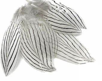 Rare Feather, 1 Pack - Natural Silver Black and White Pheasant Plumage Feathers 0.10 oz. Millinery Jewelry Craft Supply : 419