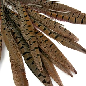 Pheasant Tail Feathers, 10 Pieces - 12-14" NATURAL Ringneck Pheasant Tail Feathers : 3291