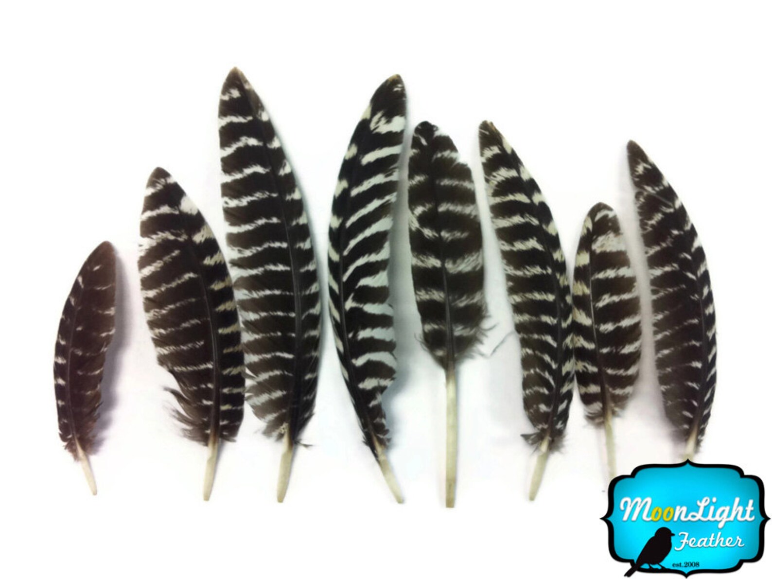 25/50 Plumes De Flèche Naturelles Aile Droite - Plumes Dinde Pour Tir à L'Arc DIY - Stabilisation De Vol