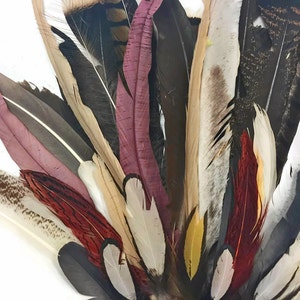 Puede incluir: Una colecci&oacute;n de plumas de varios colores, incluyendo marr&oacute;n, blanco, rojo y rosa. Las plumas est&aacute;n dispuestas en forma de abanico, con las puntas de las plumas apuntando hacia afuera.