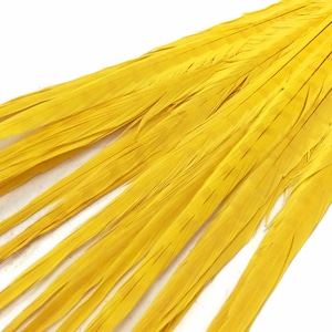 May include: Close-up of a collection of bright yellow feathers against a white background. The feathers are long, slender, and have a slightly textured appearance. They are arranged in a fan-like pattern, suggesting they may be used for crafting or decorative purposes.