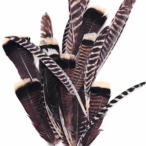 Puede incluir: Una colecci&oacute;n de plumas variadas en tonos marrones, negros y blancos. Las plumas presentan diversos patrones, incluyendo rayas y colores s&oacute;lidos. Las plumas son de diferentes tama&ntilde;os y est&aacute;n dispuestas sobre un fondo blanco liso.