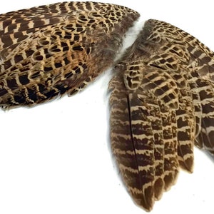 1 Pair - Natural Ringneck Pheasant Hen Whole Wing Feather Set (Left and Right) Dog Training Fly Tying Supply : 3824